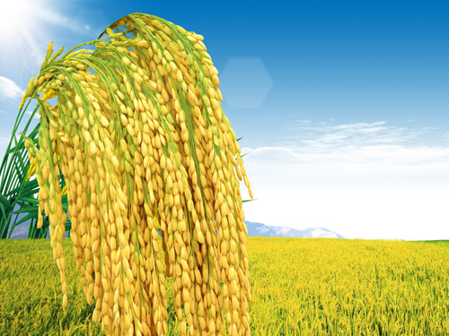 農(nóng)藥生產(chǎn)中噻吩的應(yīng)用